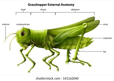 Illustration Showing The External Anatomy Of A Grasshopper