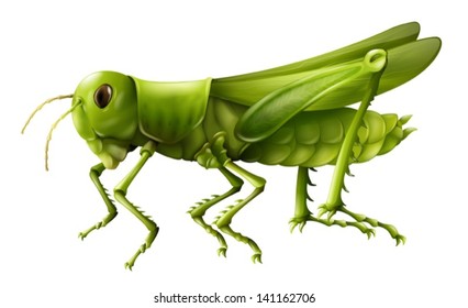 Illustration showing a grasshopper