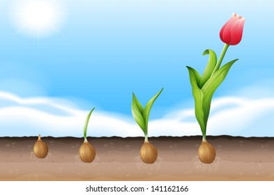 Illustration showing a growing tulip