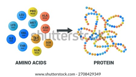 Illustration showing how essential and non-essential amino acids combine to form a protein isolated on a white background. Ideal for science, education, and nutrition-related content.