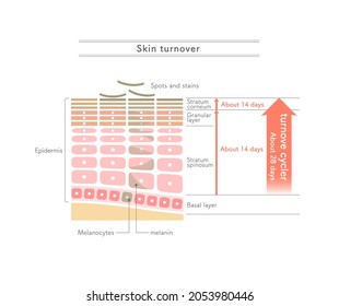 Illustration Showing How Skin Turnover Works.English Notation.