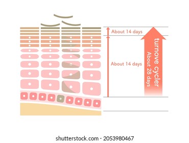 Illustration Showing How Skin Turnover Works.easy Explanation