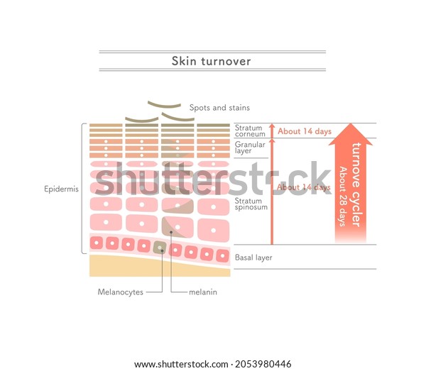 Illustration Showing How Skin Turnover Worksenglish Stock Vector ...