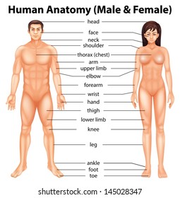 Illustration Showing The Human Body Parts