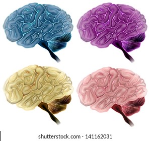 Illustration showing human brains