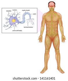 Illustration showing the human neuron