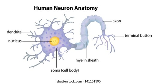 Illustration showing the Human Neuron Anatomy