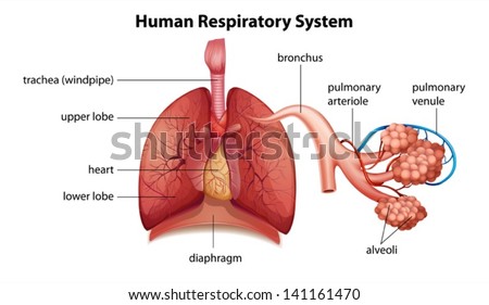 Illustration Showing Human Respiratory System Stock Vector (Royalty