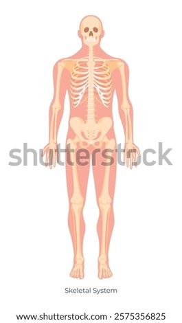 An illustration showing the human skeletal system with the bones labeled, clearly describing their position and structure in the body.