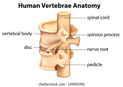 Illustration showing the Human vertebrae anatomy