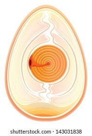 Illustration showing the inner shell membrane of an egg