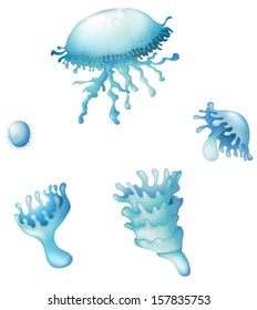 Illustration showing the Jellyfishes on a white background