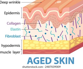 Illustration showing layers and components of aged skin