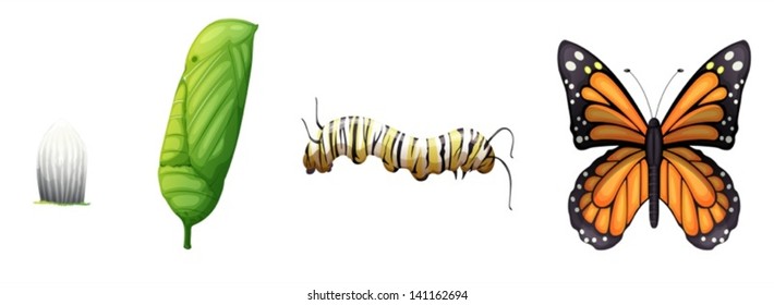 Illustration showing the life cycle of a monarch butterfly