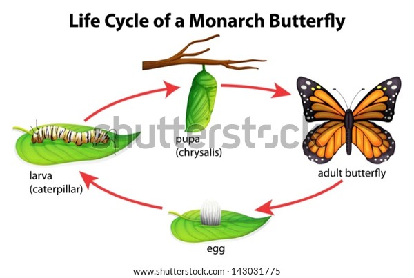 Illustration showing the Life Cycle of Monarchs