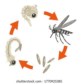 373 Life cycle mosquito Images, Stock Photos & Vectors | Shutterstock