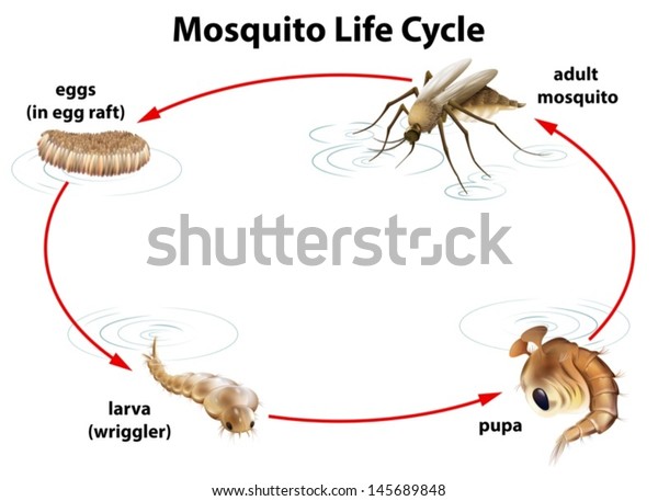 蚊のライフサイクルを示すイラスト のベクター画像素材 ロイヤリティフリー