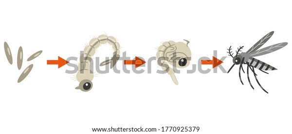 Illustration Showing Life Cycle Mosquito Stock Vector (Royalty Free ...