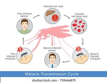 41,632 Malaria Images, Stock Photos & Vectors | Shutterstock