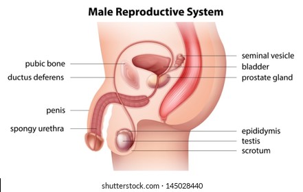 the male sex organs