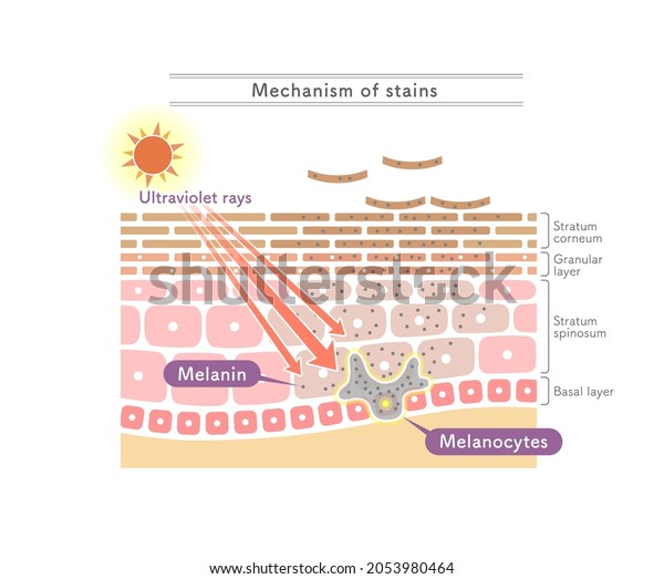 Illustration Showing Mechanism Stainsenglish Notation Stock Vector 