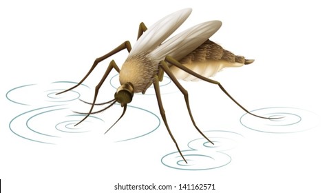 Illustration showing a mosquito