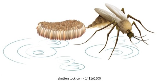 Illustration Showing A Mosquito Laying Eggs