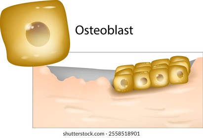 Illustration showing a Osteoblasts cells. Osteoblasts and their applications in bone tissue