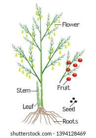An illustration showing parts of a asparagus plant.