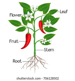 An illustration showing parts of a chili pepper plant.