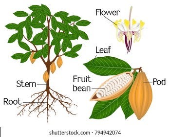 An Illustration Showing Parts Of A Cocoa Plant.