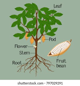 Illustration showing parts of a cocoa plant on a green background.