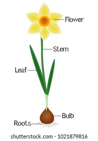 An illustration showing parts of a daffodil plant.