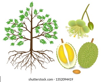 An illustration showing parts of a durian plant on a white background.