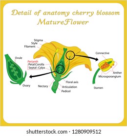 Illustration showing the parts of a flower - Vector