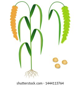 An illustration showing parts of foxtail millet plant.