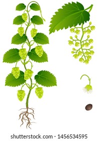 An illustration showing parts of hop plant on a white background.