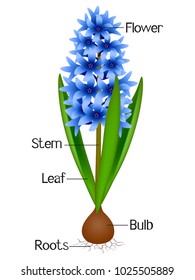 An illustration showing parts of a hyacinth plant.