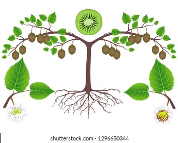 An illustration showing parts of a kiwi plant.