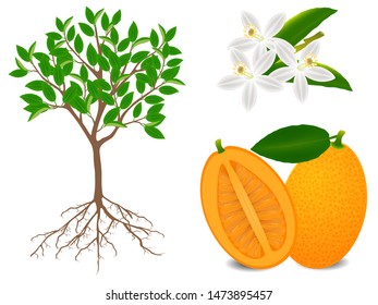 An illustration showing parts of kumquat plant on a white background.
