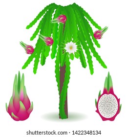 An illustration showing parts of a pitahaya plant.