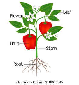 An illustration showing parts of a plant of red pepper.
