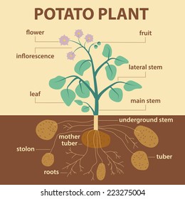 illustration showing parts of potato platnt - agricultural infographic potatoes scheme with labels for education of biology -  flower, inflorescence, leaf, stem, stolon, roots and tubers