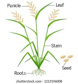 An illustration showing parts of a rice plant.