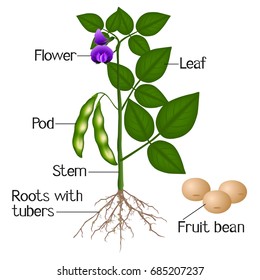 Una ilustración que muestra partes de una planta de soja.