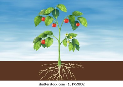 Illustration showing the parts of a tomato plant