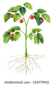 Illustration showing the parts of a tomato plant