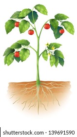 Illustration showing the parts of a tomato plant