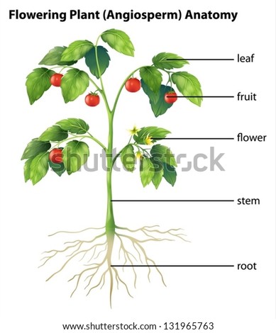 Illustration Showing Parts Tomato Plant Stock Vector (Royalty Free