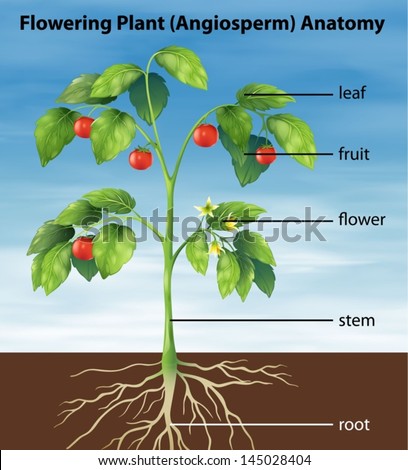 Illustration Showing Parts Tomato Plant Stock Vector (Royalty Free